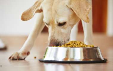 Сухой корм для собак:  какие витамины улучшают здоровье собак