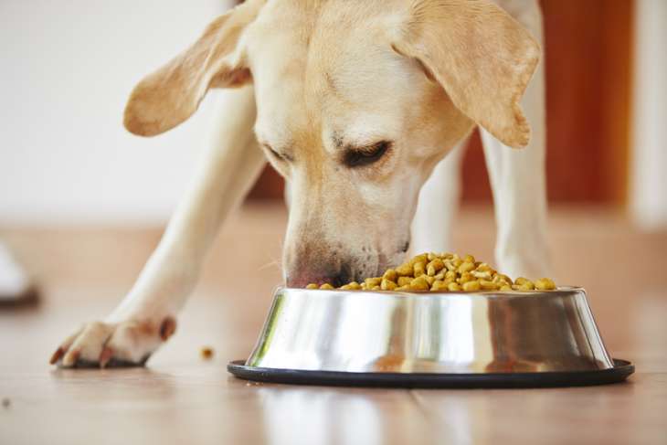 Сухой корм для собак:  какие витамины улучшают здоровье собак