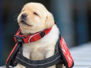 Потешные щенки-полицейские, готовые стоять на страже закона (ФОТО)