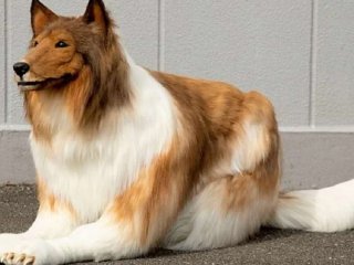 Муж потратил более $15 тысяч, чтобы стать 