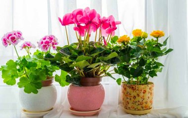 5 комнатных растений с оригинальными и красивыми листьями
