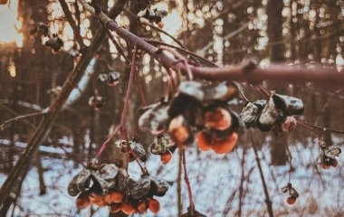 День ангела 16 січня: кого та як вітати з іменинами