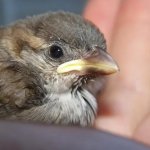 Девушка спасла малыша воробья и теперь он живет в комфортабельной клетке