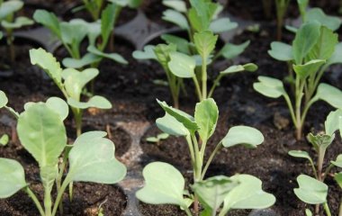 Як сіяти капусту на розсаду: всі етапи, найкращі поради