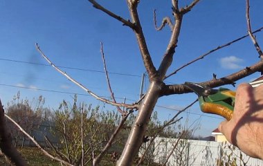 Як правильно обрізати черешню, щоб вона не росла «до неба» та давала багатий урожай