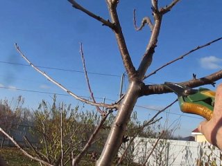 Як правильно обрізати черешню, щоб вона не росла «до неба» та давала багатий урожай