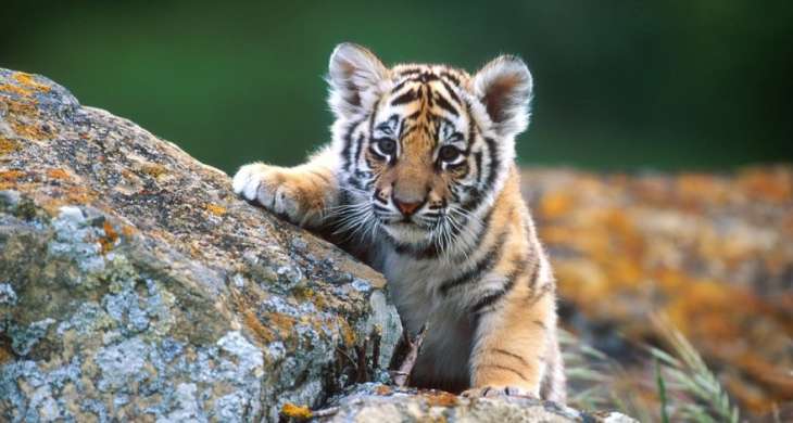 Сети насмешил тигрёнок, испугавший взрослого тигра (ВИДЕО)