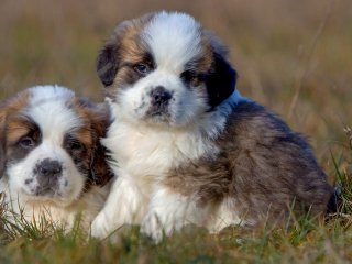 Сети покорил щенок, который боится разбудить котят (ВИДЕО)