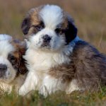 Сети покорил щенок, который боится разбудить котят (ВИДЕО)