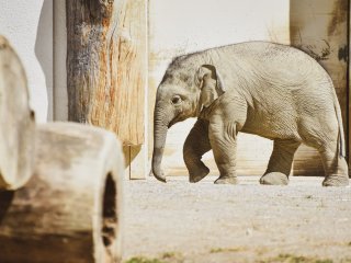 Сеть покорил общительный слоненок, подружившийся с собакой (ВИДЕО)