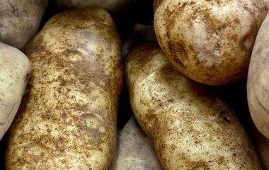 Городники в захваті: сорт картоплі, що дає рівні, великі бульби за будь-якої погоди — до 15 з одного куща