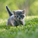 Сети тронули засыпающие котята только вместе (ВИДЕО)