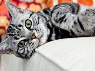 Сети повеселела кунг-фу в исполнении кота (ВИДЕО)