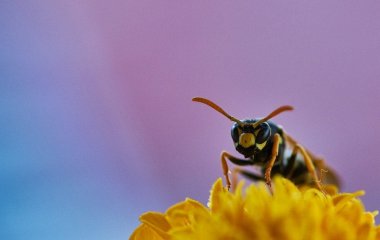 Диявольське відкриття: в Австралії знайшли бджолу з рогами (фото)
