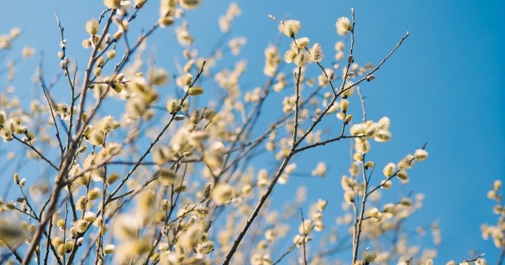 Вербна неділя 2026 року: коли святкувати і що треба знати