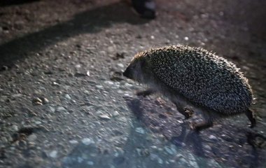 Лікар попередила про серйозну небезпеку зустрічі з диким їжаком