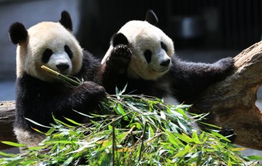 «Воспитательный момент»: Сеть повеселило семейство панд (ВИДЕО)
