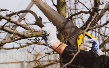 Подкормка и обрезка деревьев зимой: эксперты сказали, как не навредить саду