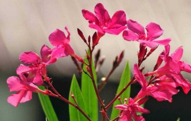 Не для спальни: какие растения нельзя выращивать в комнате сна и отдыха
