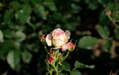 Троянди готуються до зими: підживлювати кущі сечовиною перед холодами чи ні