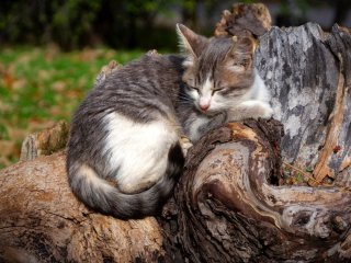 День ангела 5 листопада: кого та як вітати з іменинами