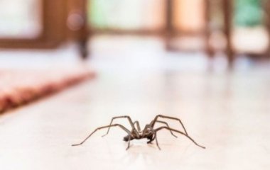 Чому не можна вбивати павуків: що каже наука, Біблія, народні прикмети
