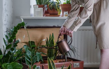 Основні помилки в підживленні кімнатних рослин, які можуть їх занапастити