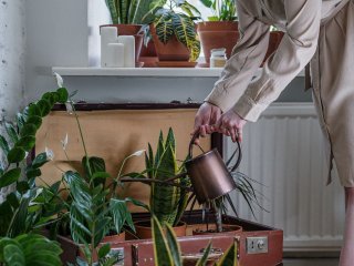 Основні помилки в підживленні кімнатних рослин, які можуть їх занапастити
