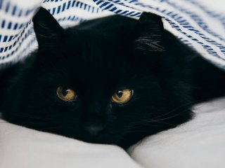 Чому кіт ворушить сідницями перед стрибком: ветеринар пояснив дивну звичку пухнастих