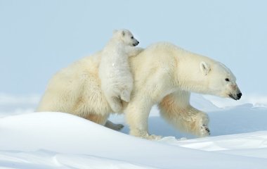 Медведица нашла фотокамеру и сделала 400 селфи за одну ночь