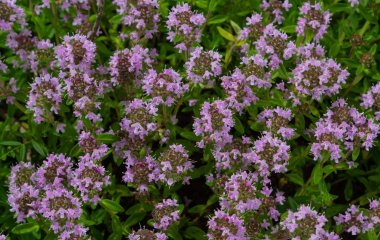 Сад без зайвих зусиль: 6 ґрунтопокривних рослин для легкого догляду