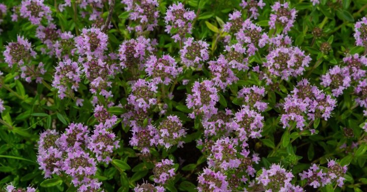 Сад без зайвих зусиль: 6 ґрунтопокривних рослин для легкого догляду