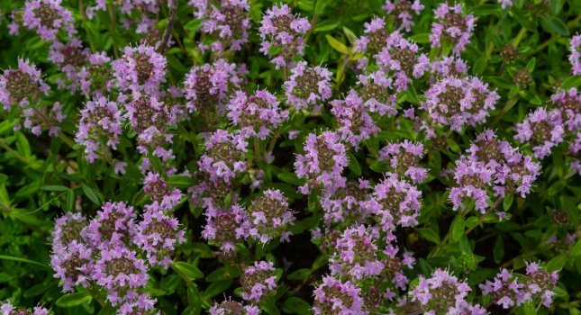 Сад без зайвих зусиль: 6 ґрунтопокривних рослин для легкого догляду