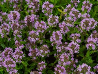 Сад без зайвих зусиль: 6 ґрунтопокривних рослин для легкого догляду