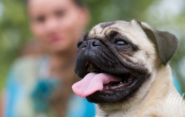 Улюблена іграшка собак виявилася небезпечною: ветеринар заявив про незворотні наслідки