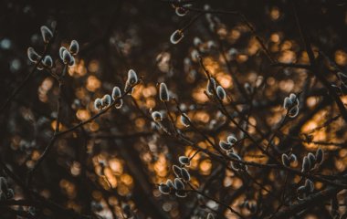 Народні прикмети сьогодні, 20 березня: що заборонено і дозволено робити