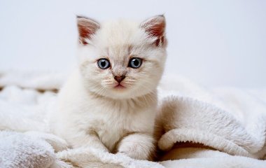 Котенок стал звездой Сети, выбрав удивительное место для принятия солнечных ван