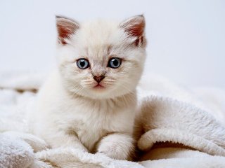 Котенок стал звездой Сети, выбрав удивительное место для принятия солнечных ван