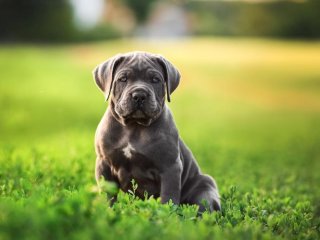 Мир удивил необычный щенок с шестью лапками (ФОТО)