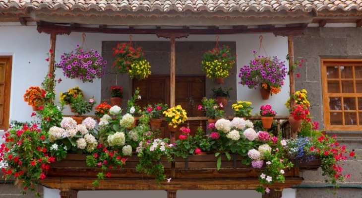 7 цветущих растений для обустройства балкона летом