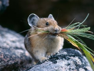 Как быстро и эффективно избавиться от мышей: полезные советы без химии