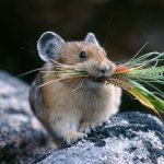 Как быстро и эффективно избавиться от мышей: полезные советы без химии