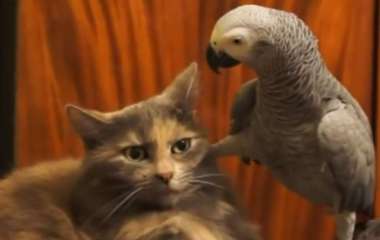 Смех до слез: наглые попугаи, которые достают котов (ВИДЕО)