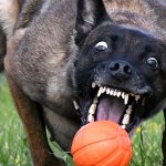 Собака занялась продажей картофеля и стала звездой YouTube (ВИДЕО)