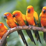 Бесстрашный попугай подрался с котом за миску с едой (ВИДЕО)