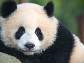 Мережі підкорила зустріч панд-близнюків після розлуки (ВІДЕО)