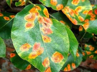 Іржа на груші та бактеріальний опік вбивають сад: як зупинити небезпечні хвороби та зберегти врожай