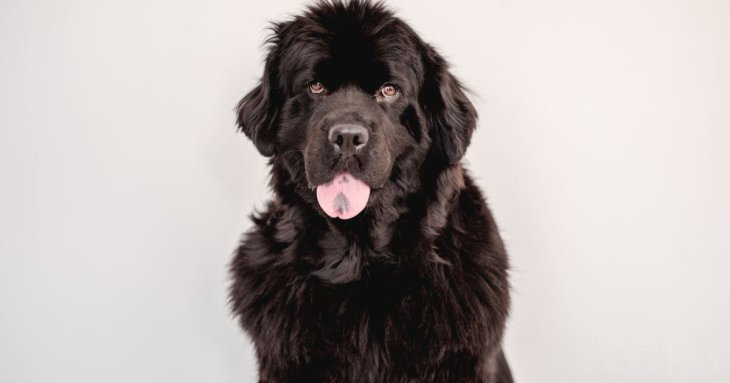 Не відходять від господаря: 7 порід собак, які прив’язуються до господарів усім серцем