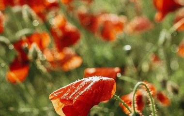 День ангела 2 липня: кого та як вітати з іменинами