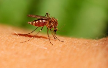 Як позбутися комарів у квартирі: прості способи, які справді працюють влітку